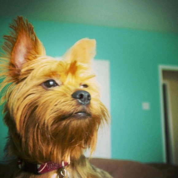 Meet your Posher, Amy - Picture 1 of 1